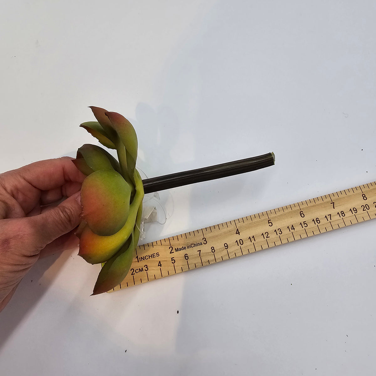 Echeveria--cke037-gr/gy