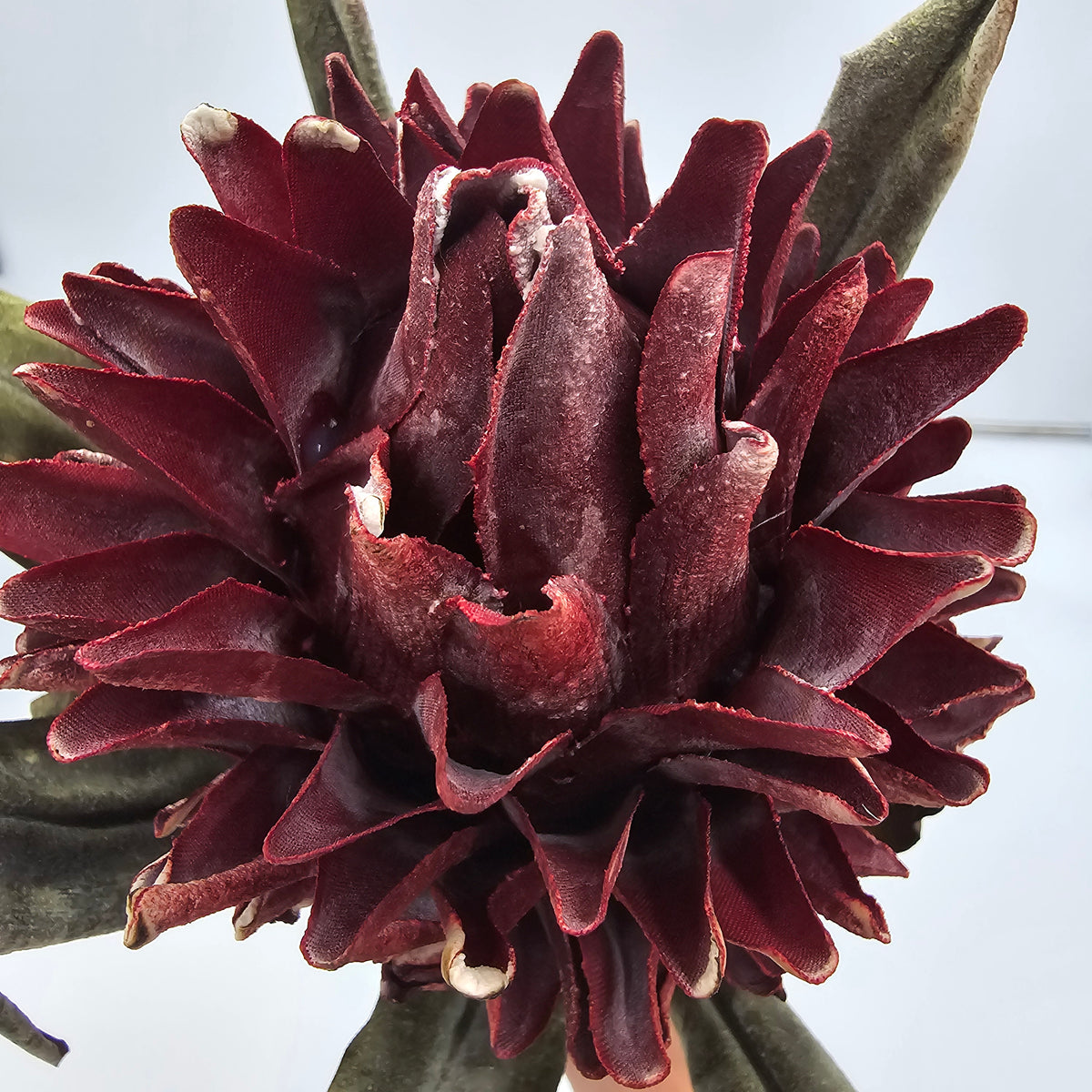 17&quot; Hot Poker--#fsp107