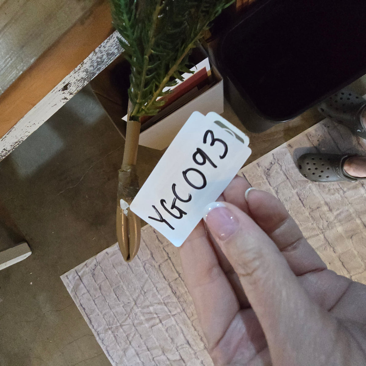 6ft Flocked Incense Cedar Garland--#137808