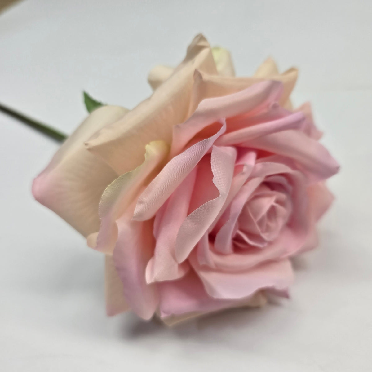 19"ROSE--fsr003
