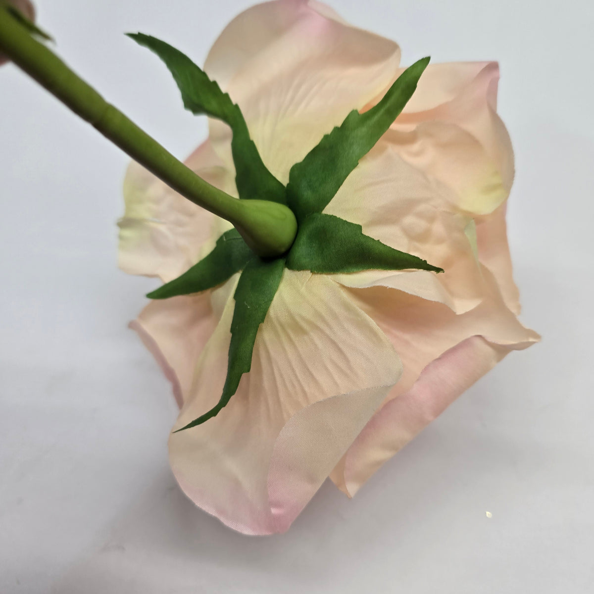 19"ROSE--fsr003