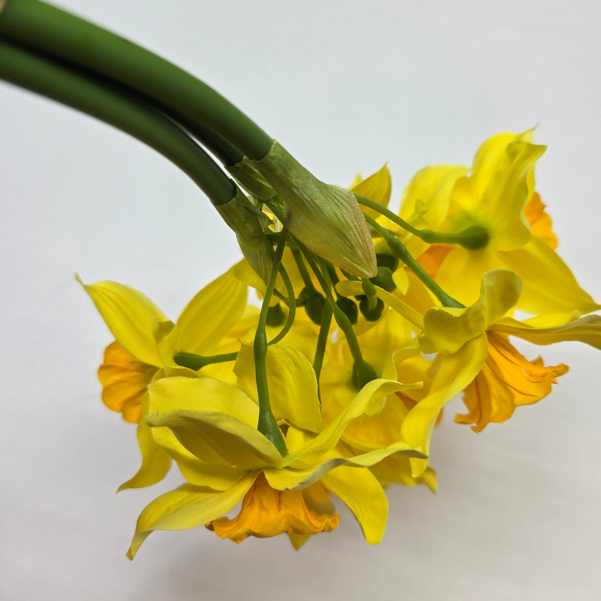 Daffodil Bundle #219929