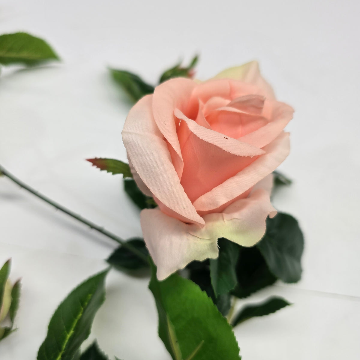 19"ROSE--fsr003
