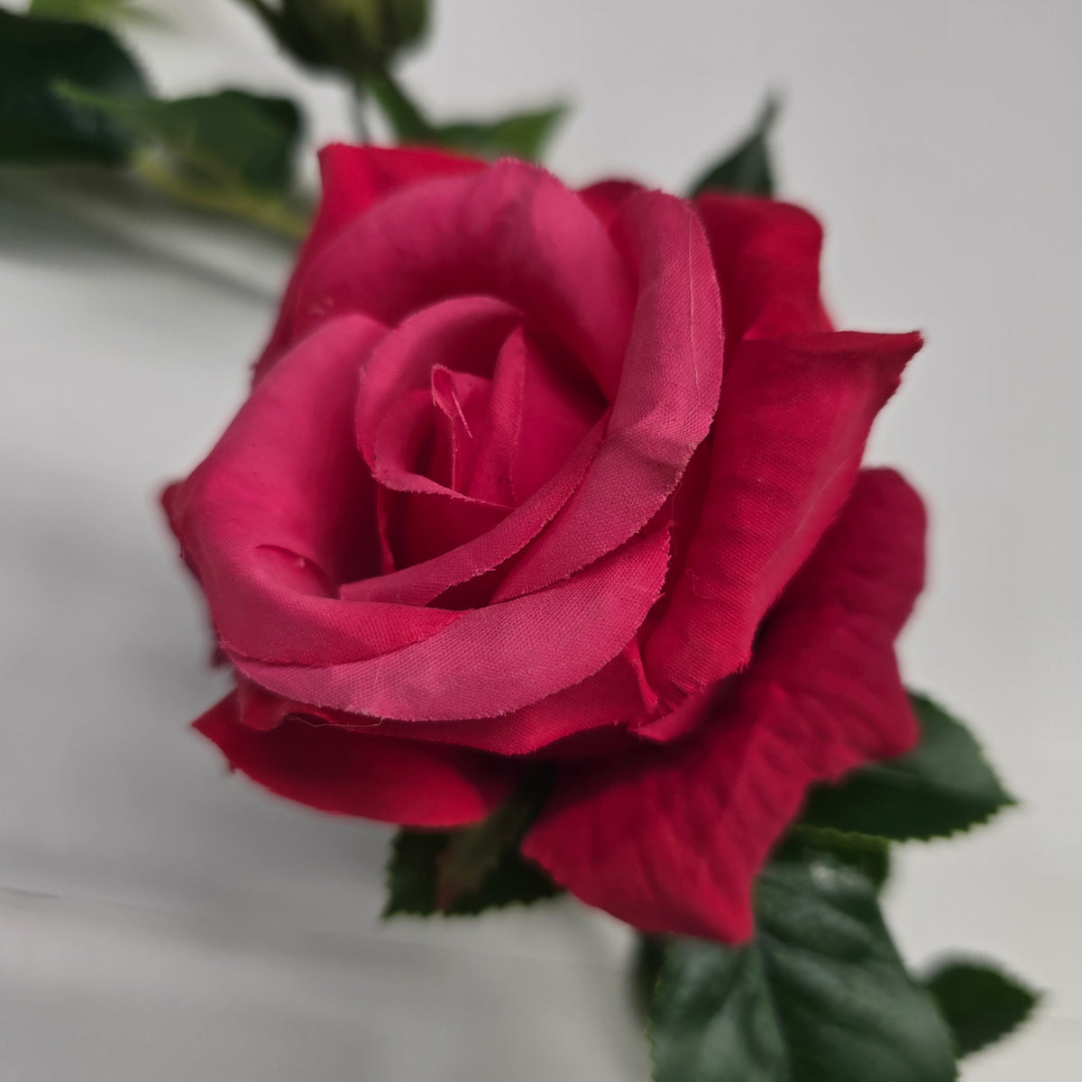 19"ROSE--fsr003