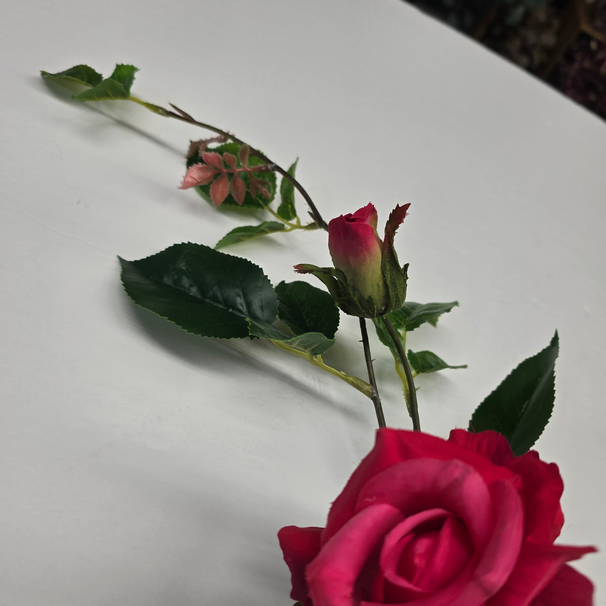 19"ROSE--fsr003