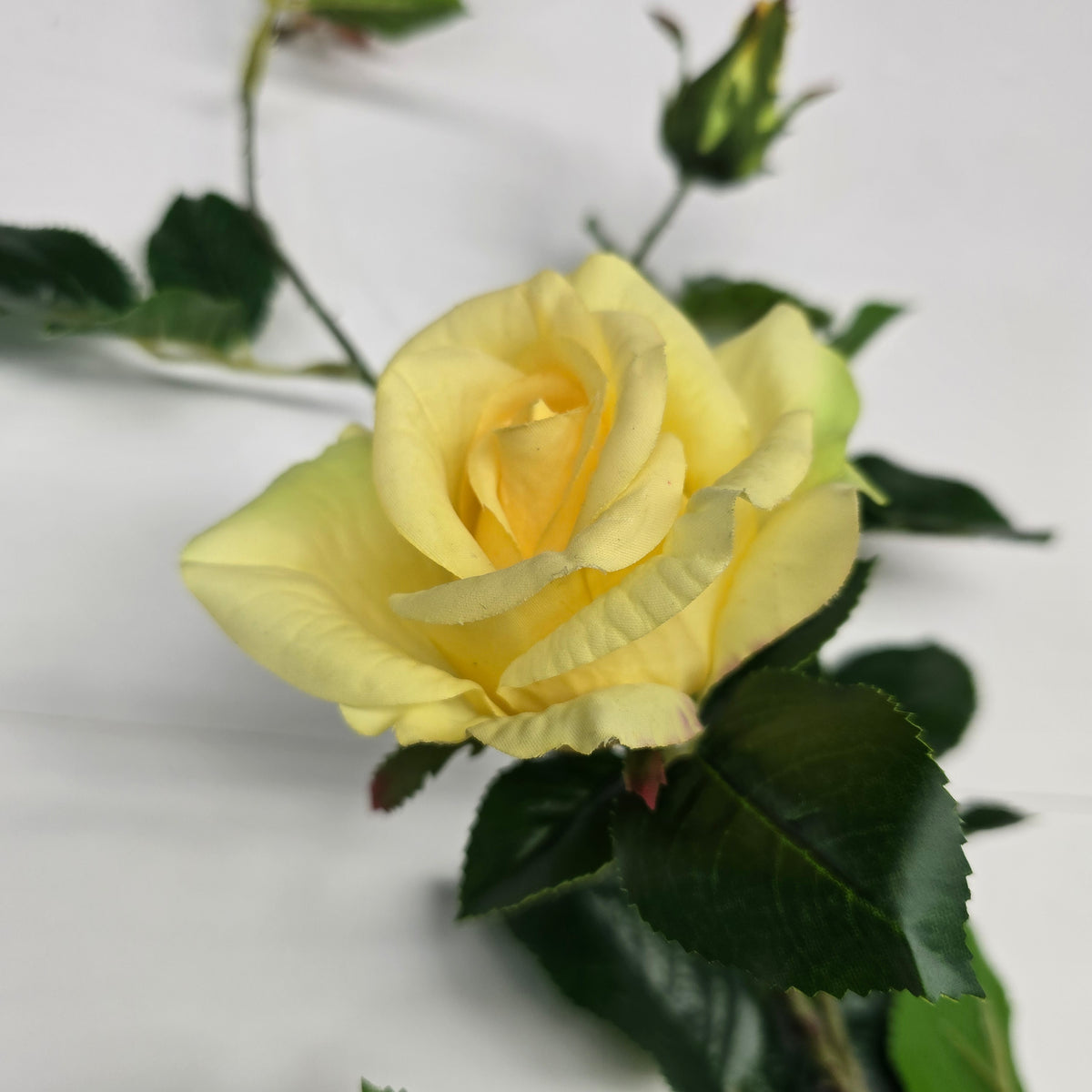 19"ROSE--fsr003