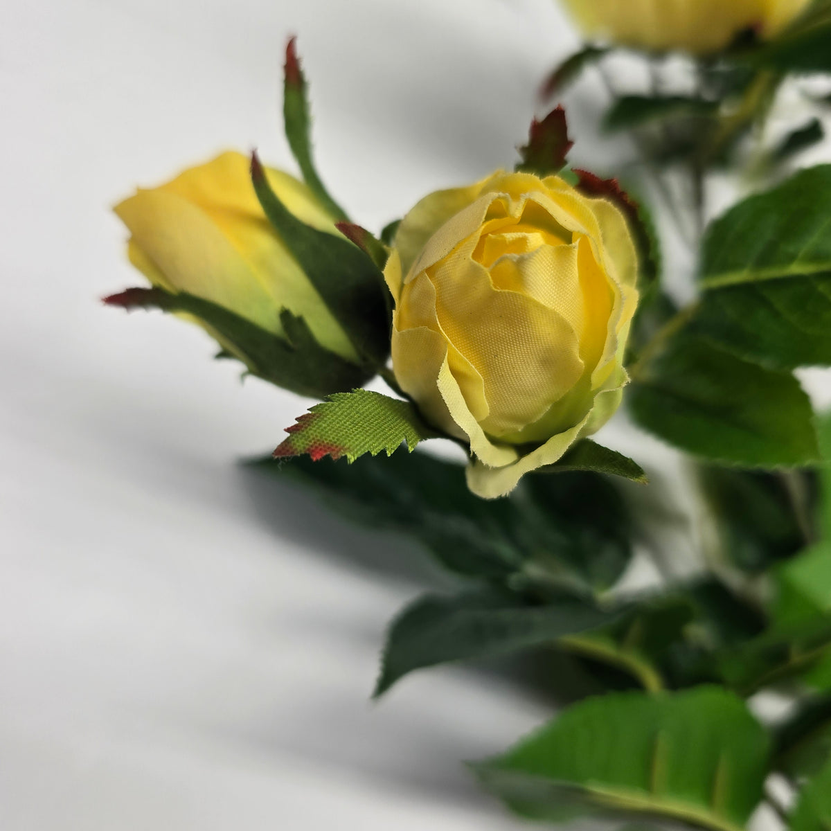 19"ROSE--fsr003