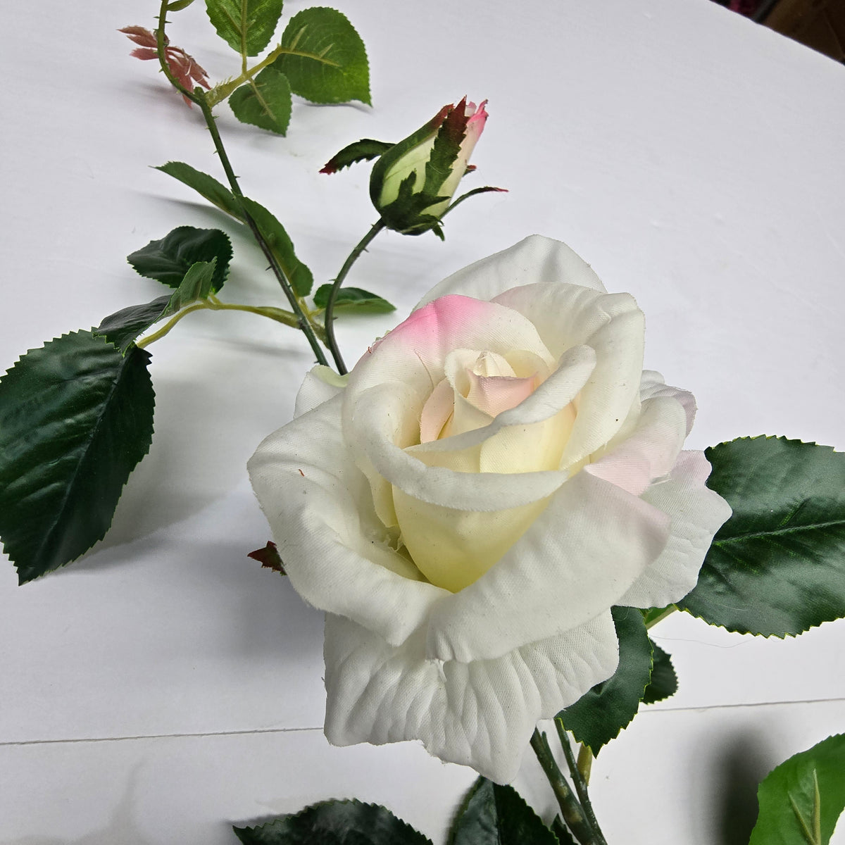 19"ROSE--fsr003