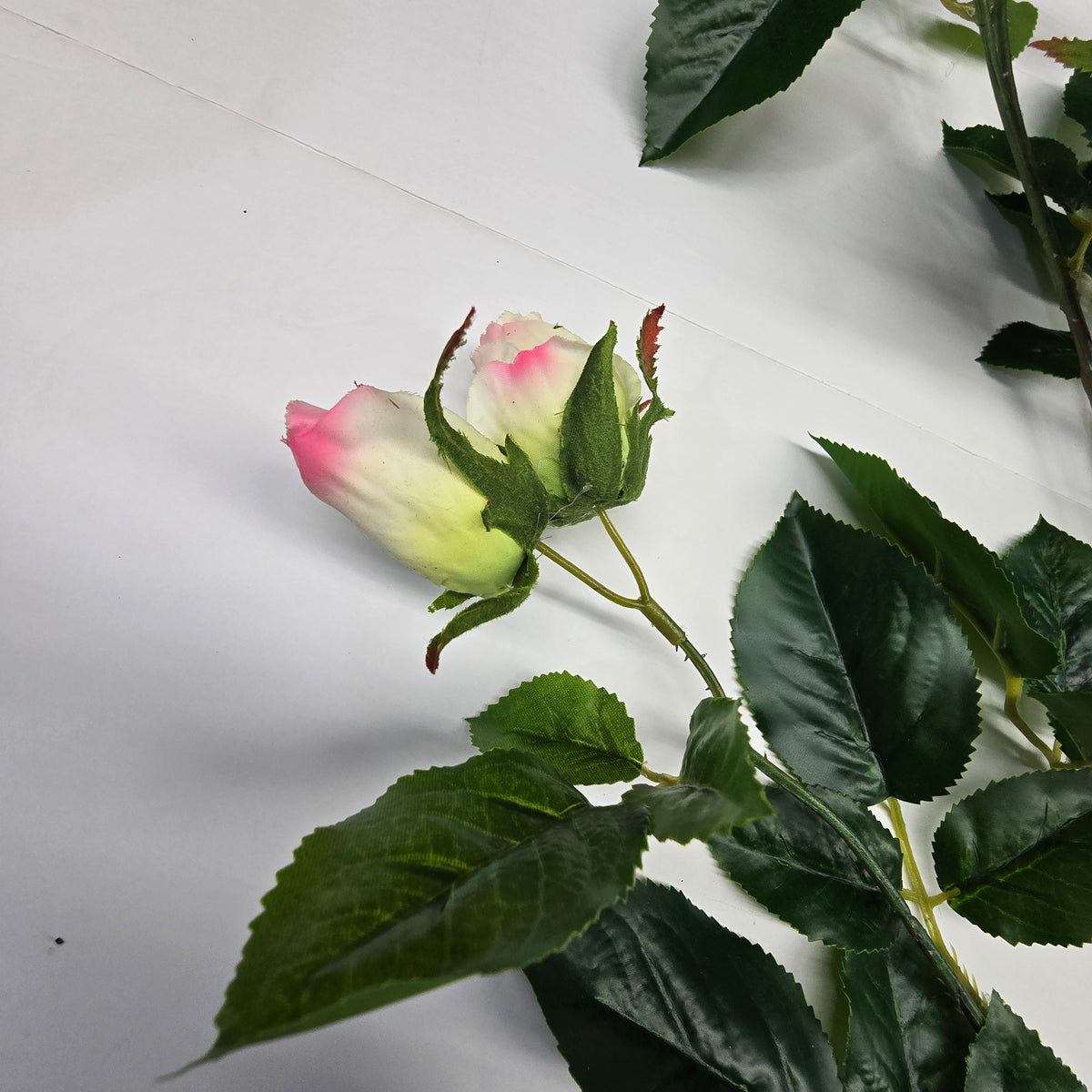 19"ROSE--fsr003