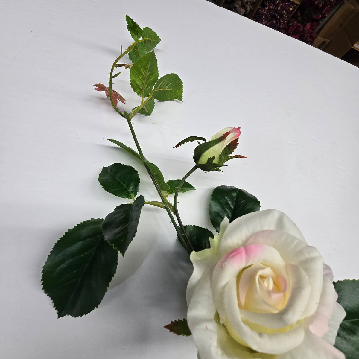 19"ROSE--fsr003