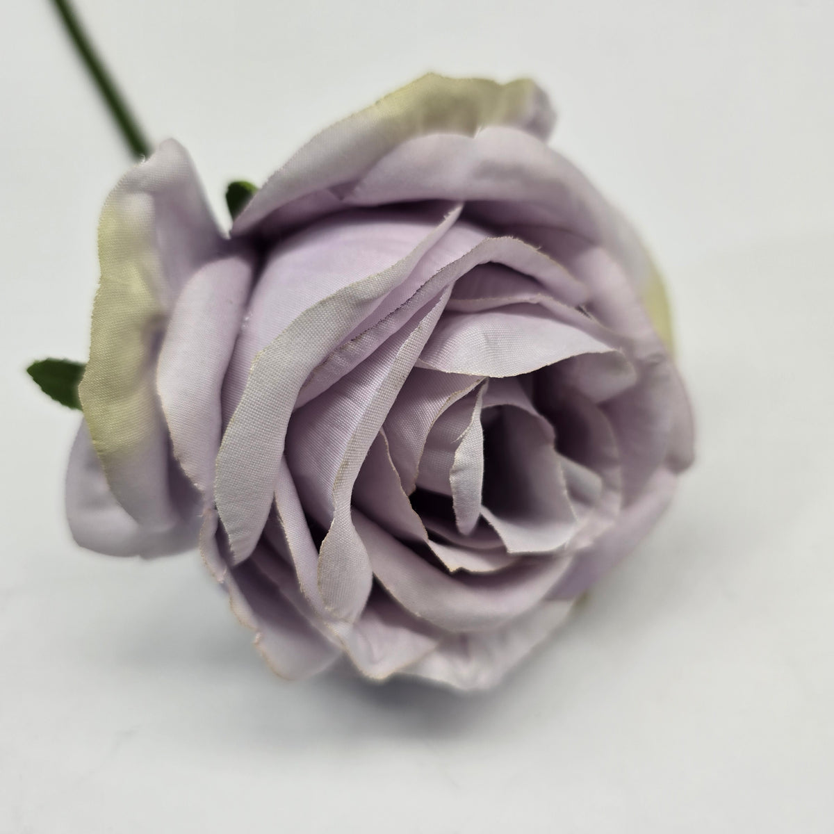 19"ROSE--fsr003