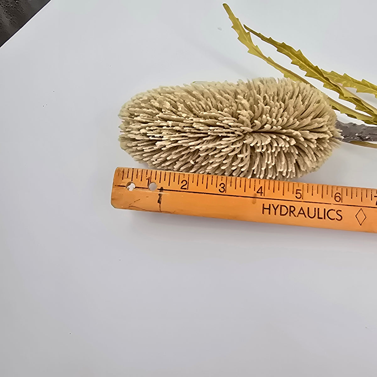 28&quot; Protea--#fsp679