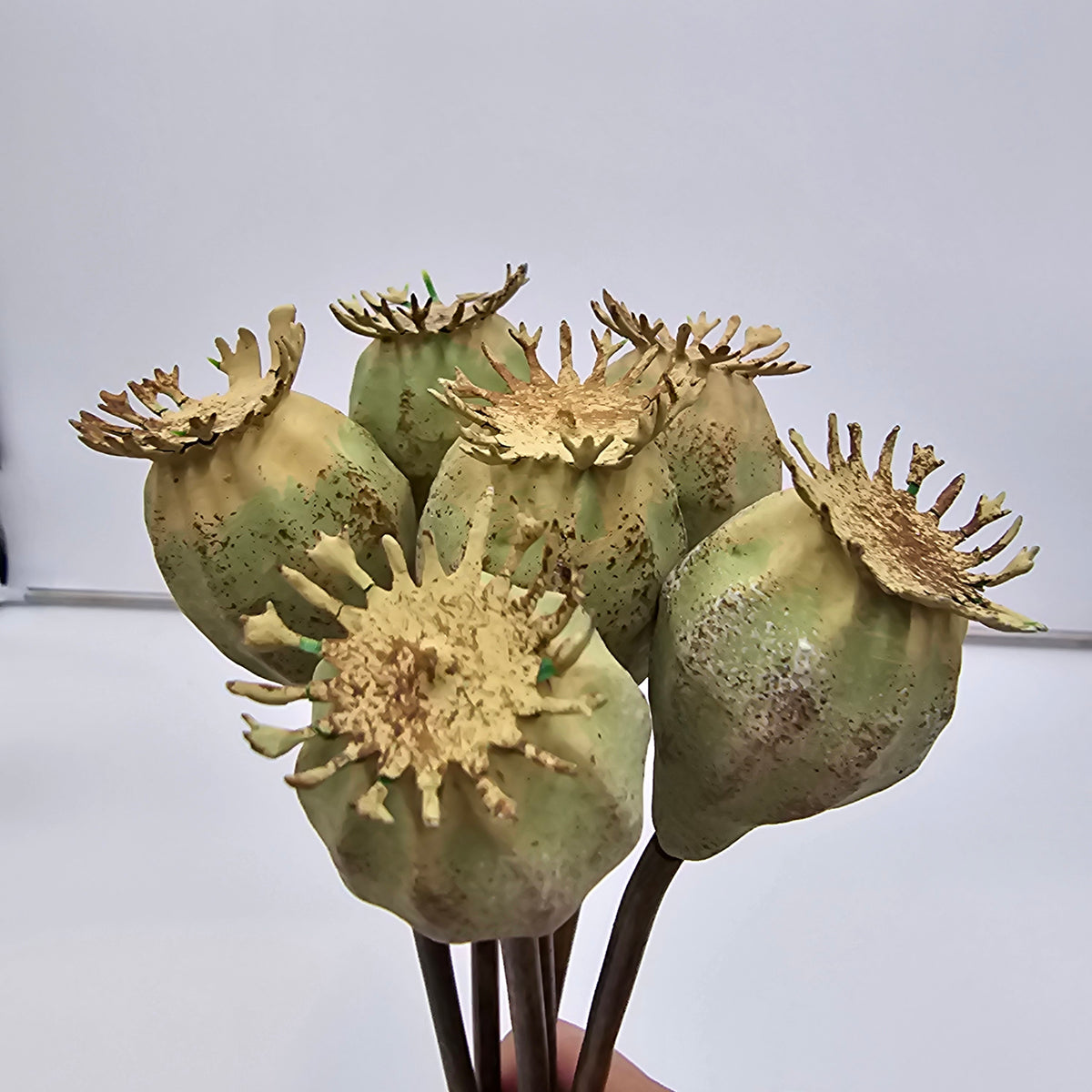 18&quot; Poppy Pod Bundle/6 #fsp037