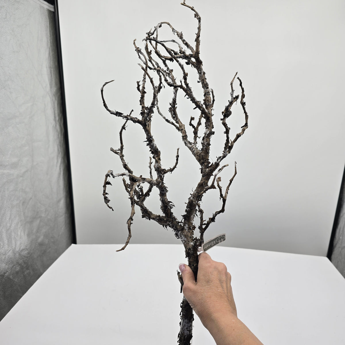 36&quot; Twig Spray--#Xaq527