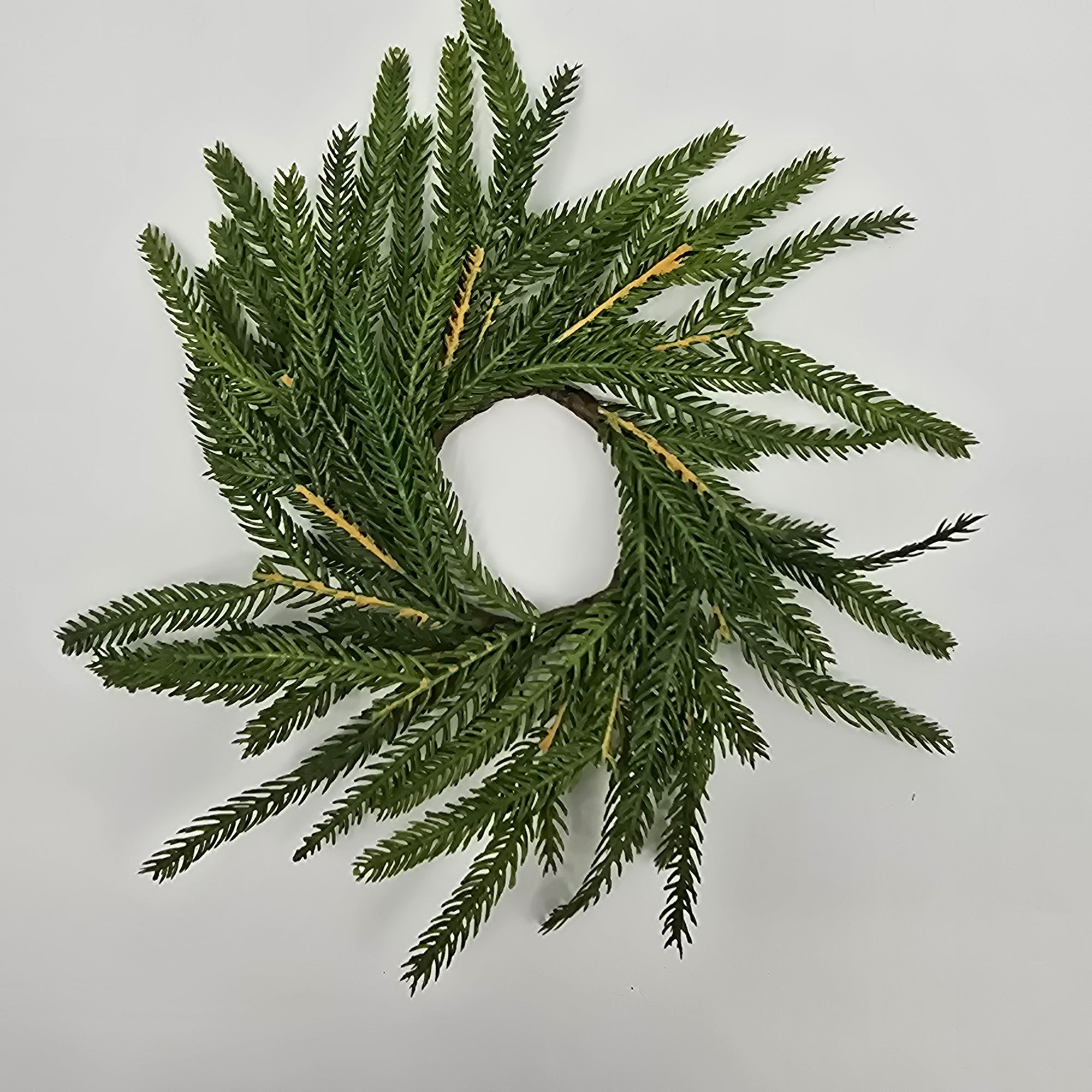 10" Norfolk Pine Candlering/ Mini Wreath--#xdw317