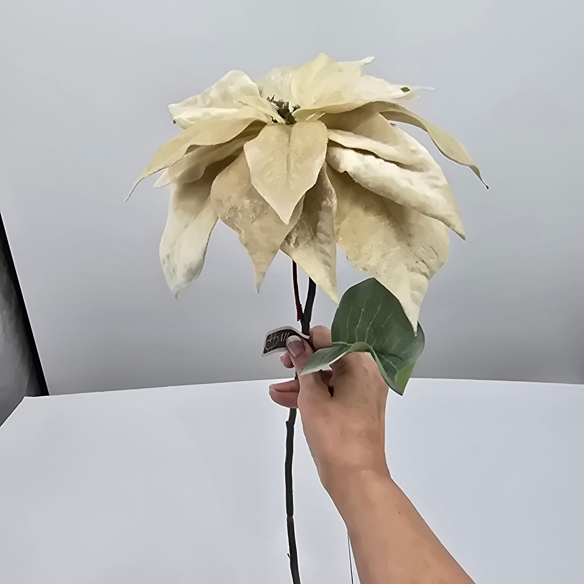 28&quot; Velvet Poinsettia--#xfs584