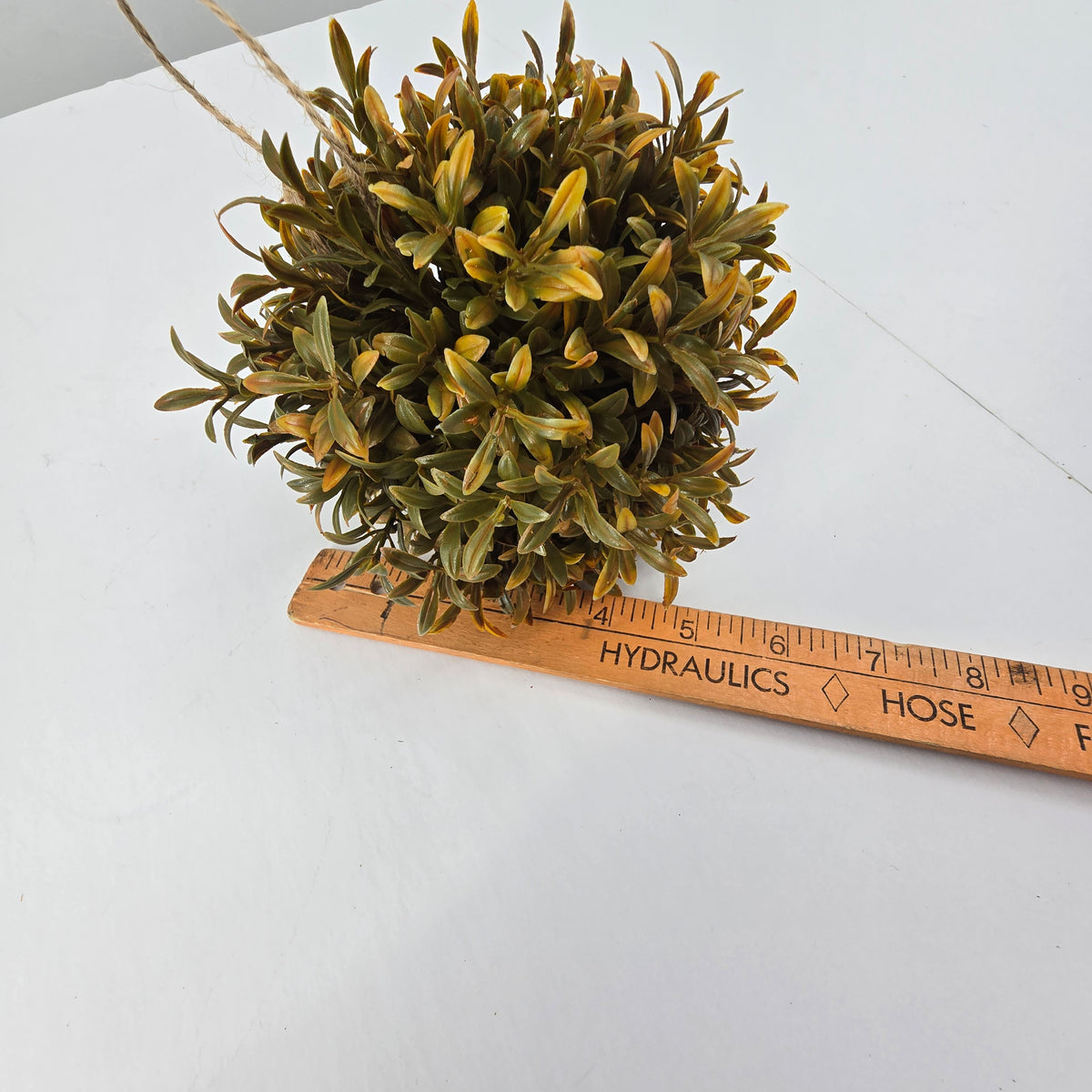 5" Tea Leaf Orb--#pft408