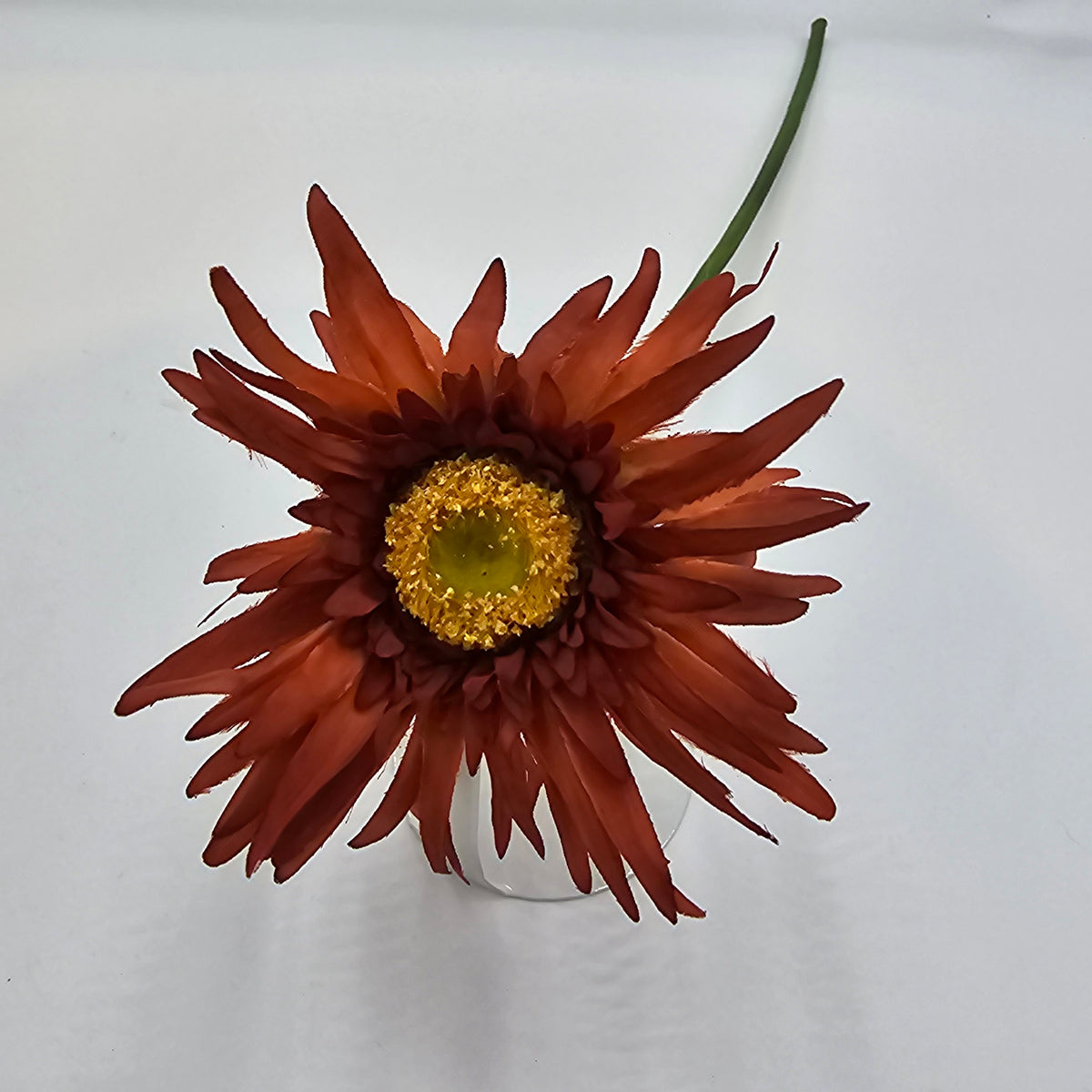 Gerbera--#gsb005