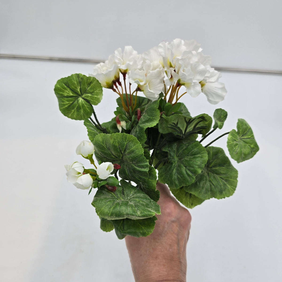 Mini Geranium--#m6031