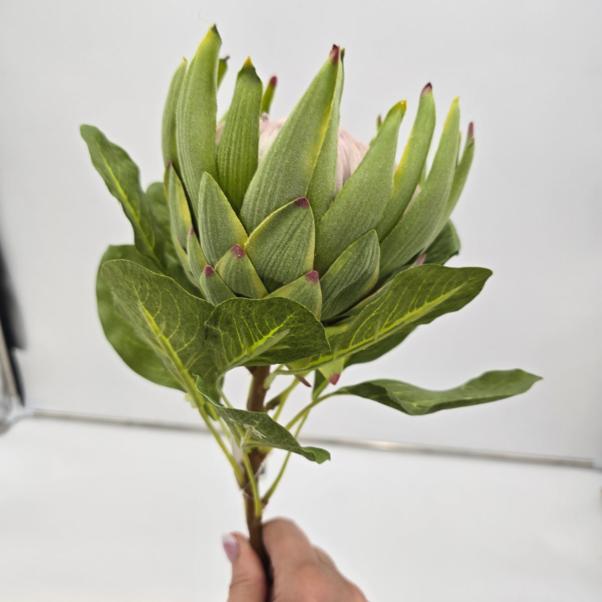 29&quot; Protea-#fsp012