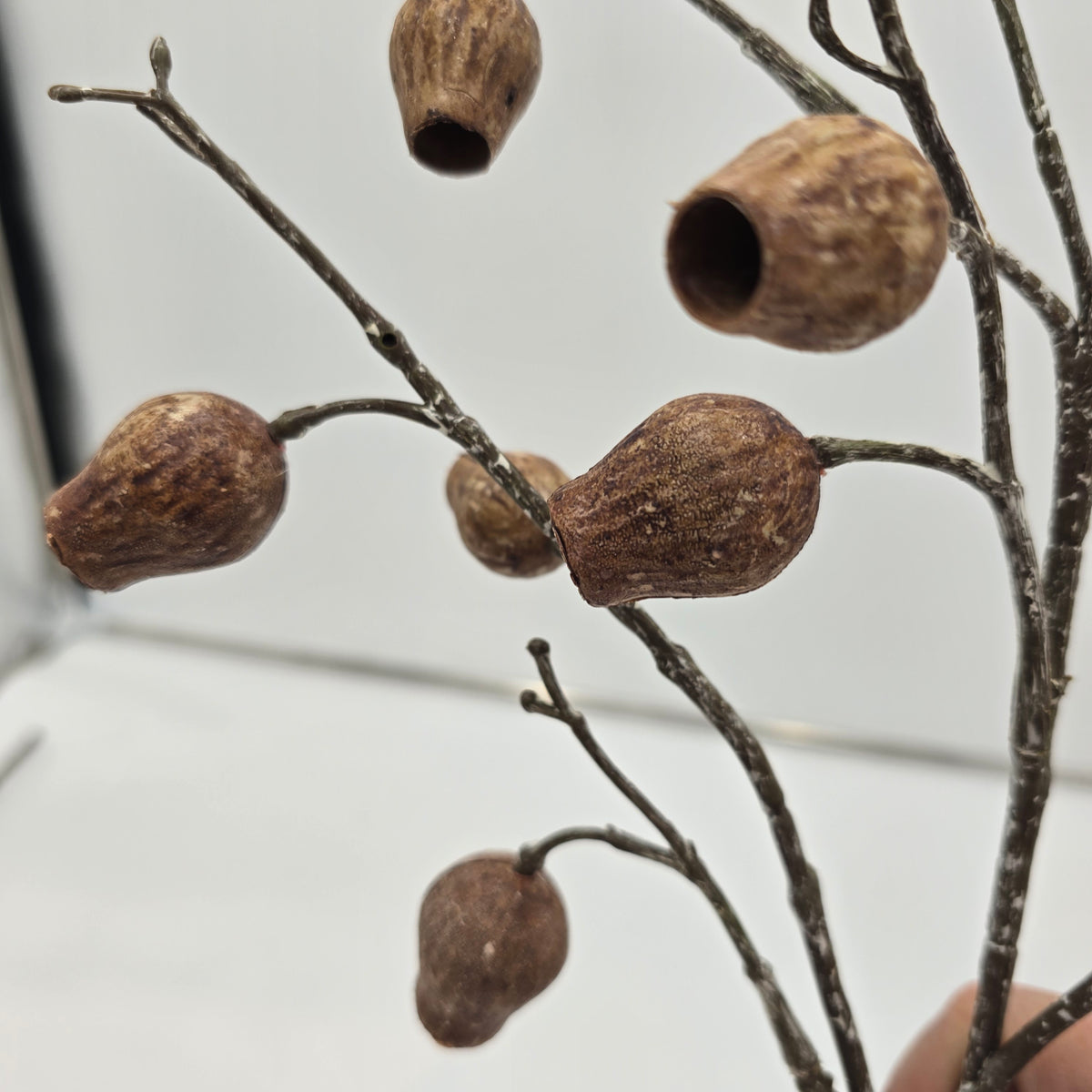 Eucalyptus Pod-34&quot; #fsp001