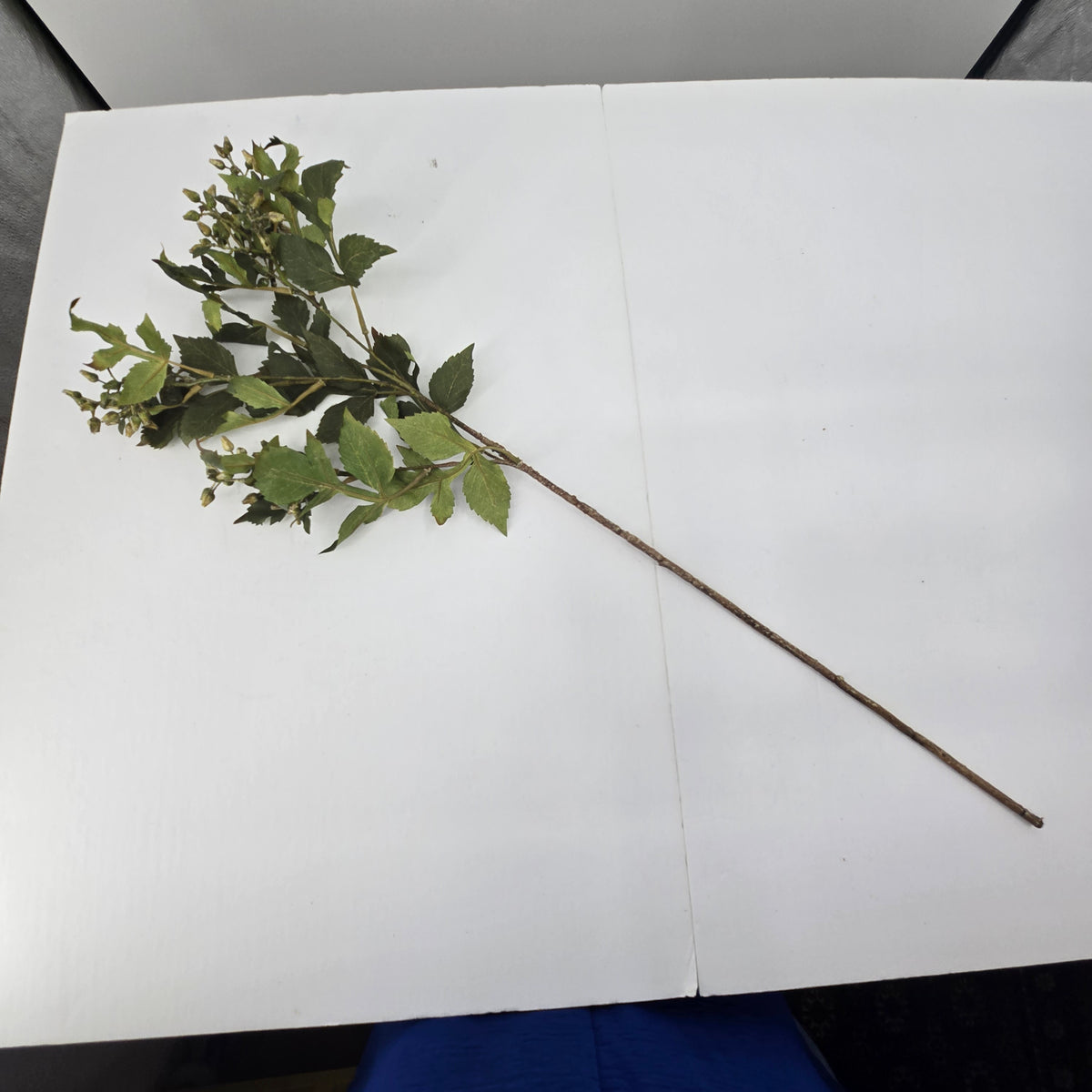 33&quot; Seeded Ash Leaf Spray--#psa125