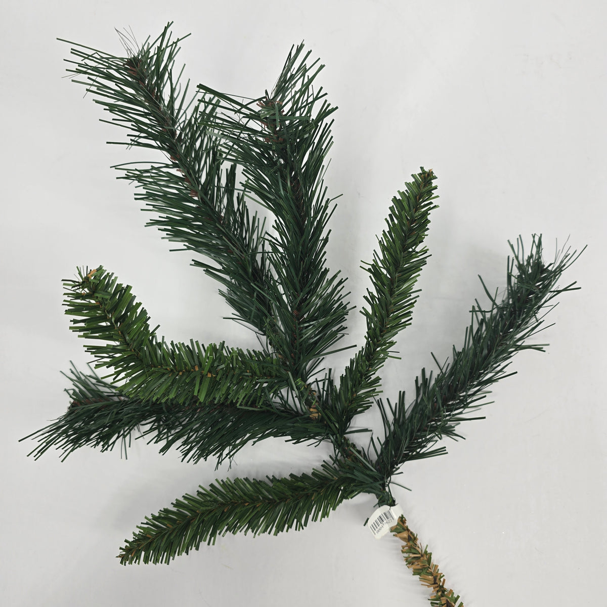 15&quot; Princess Pine