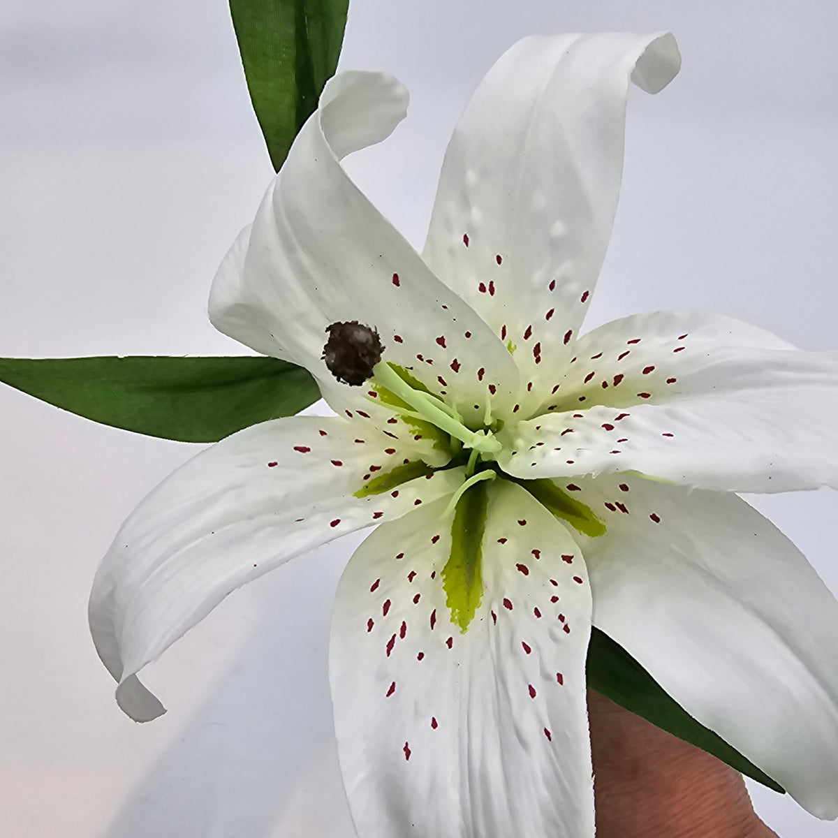15&quot; Lily--#fsl377