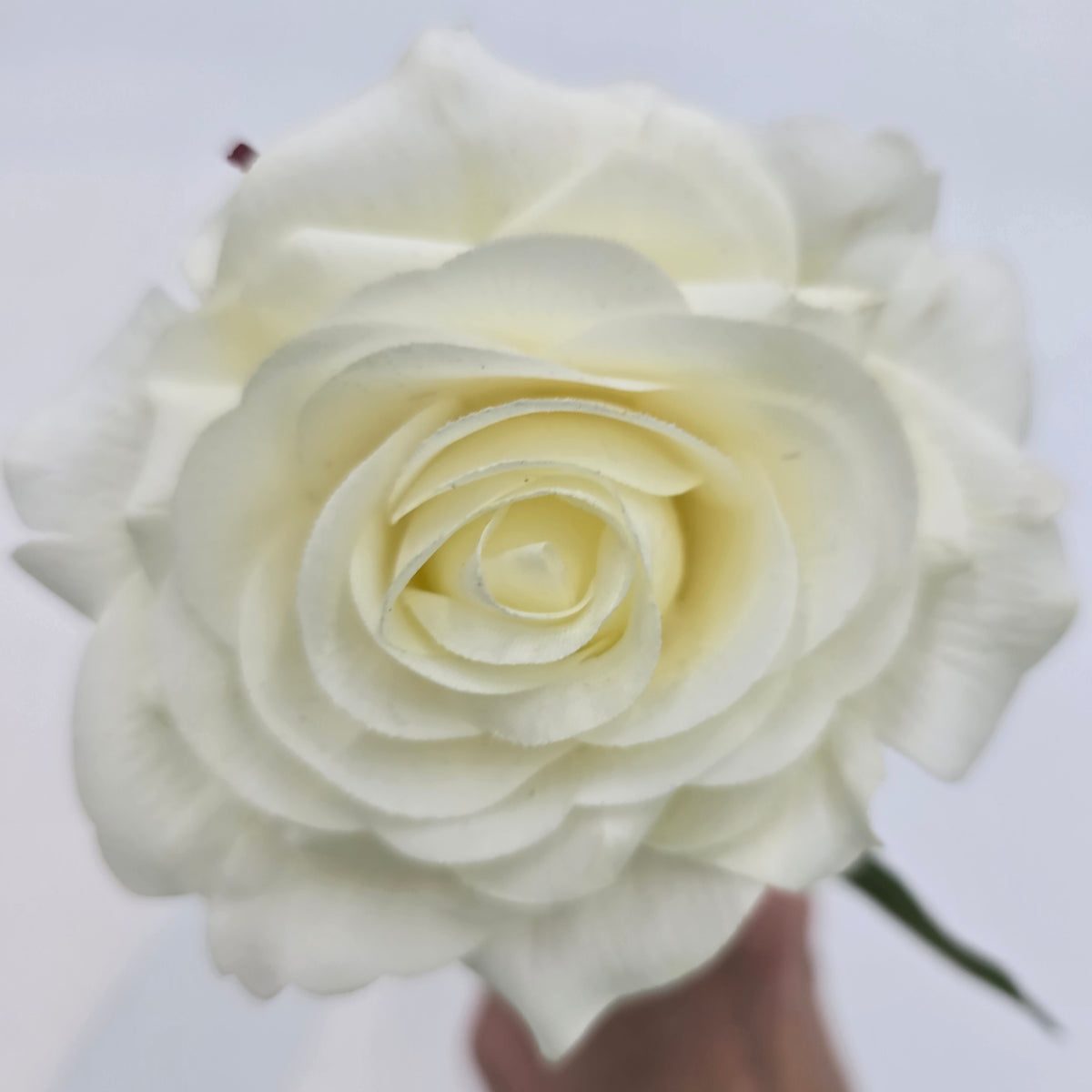 12&quot; REAL TCH ROSE--fsr412