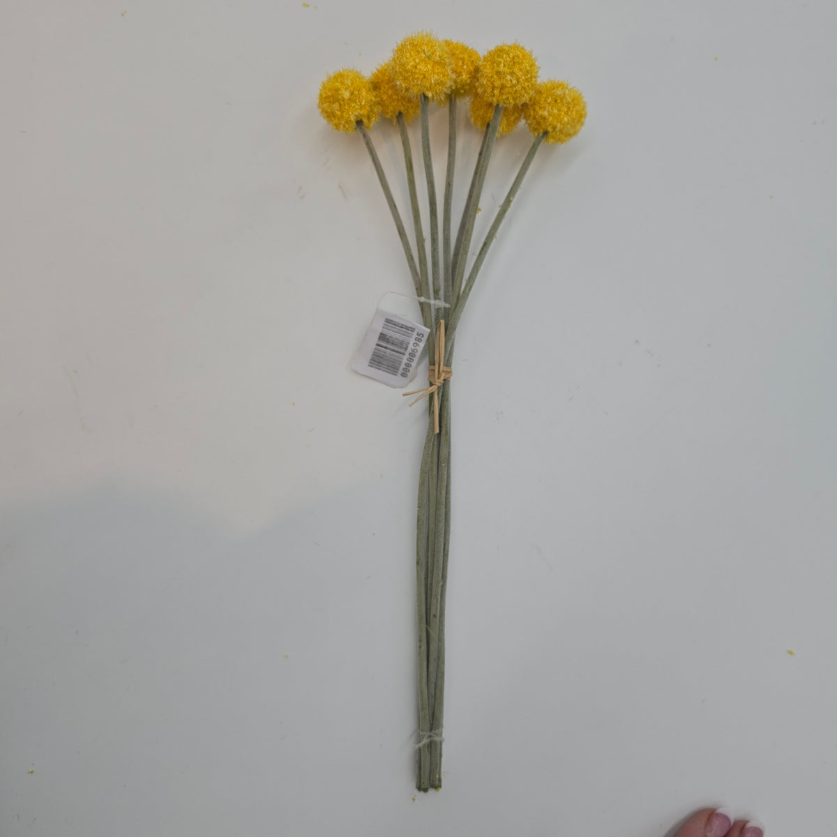 13&quot;BILLY BUTTON--FBL428