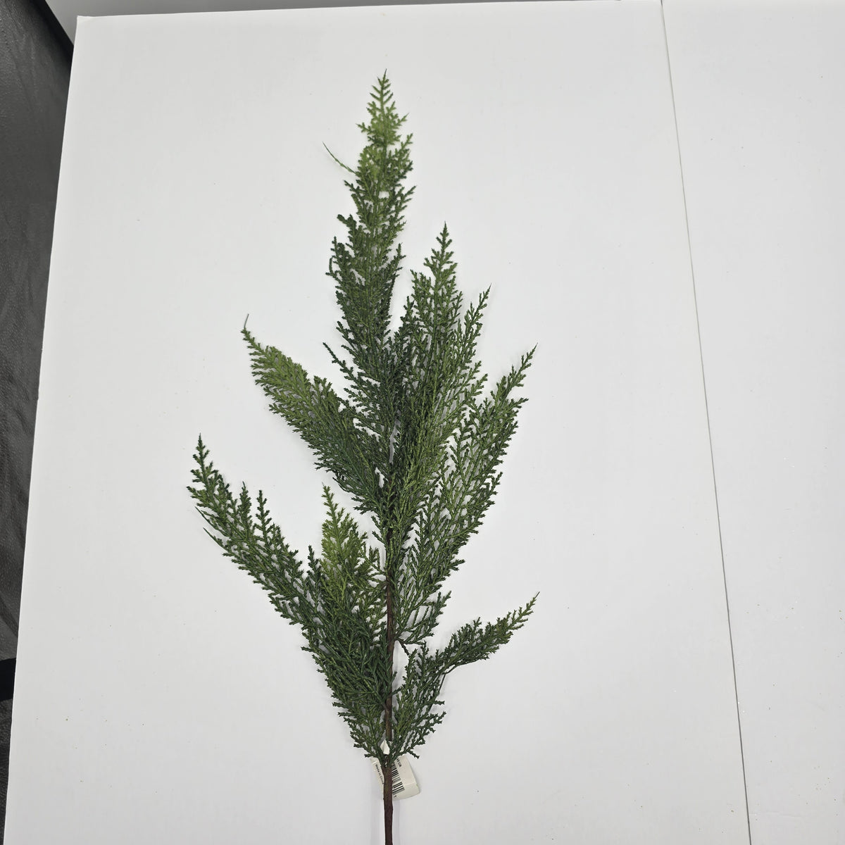 30&quot; Cedar Spry--#ysc407