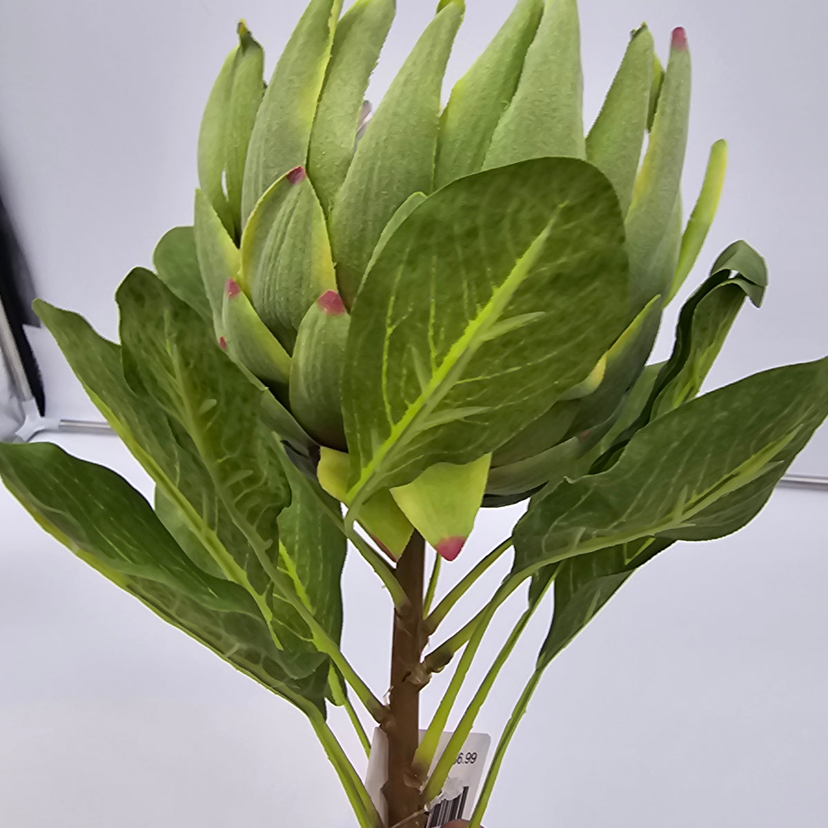 29&quot; Protea-#fsp012