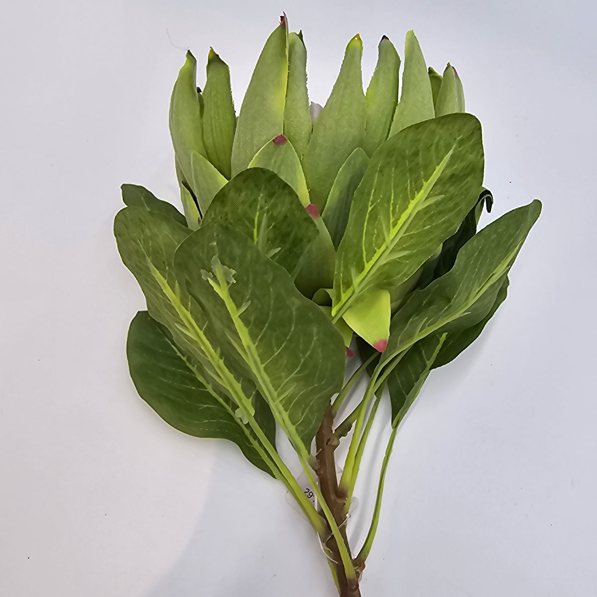 29&quot; Protea-#fsp012