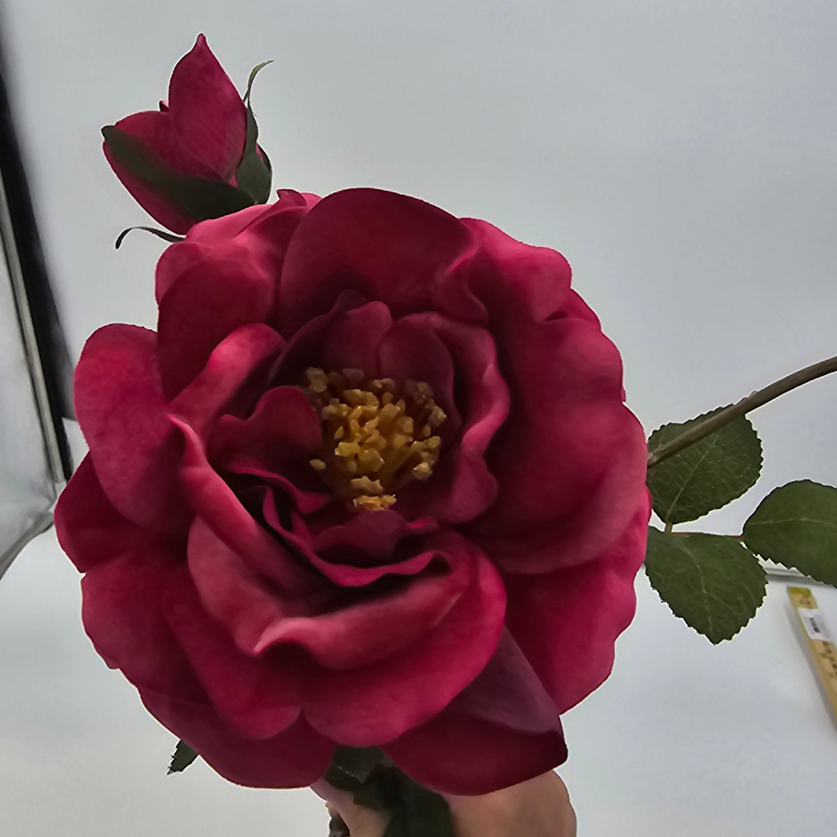 Velvet Rose--#gtr370