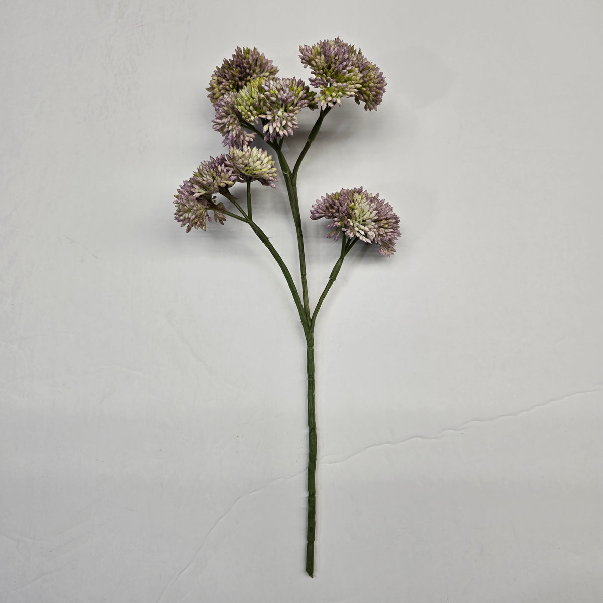 12" Sedum fss786