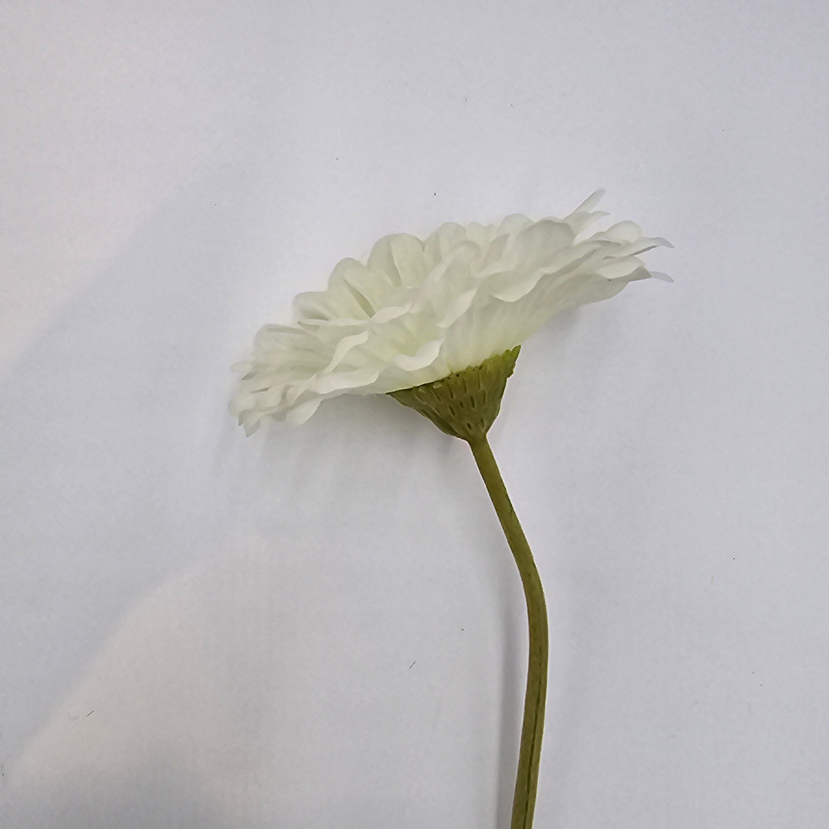 Gerbera Daisy--#gto455