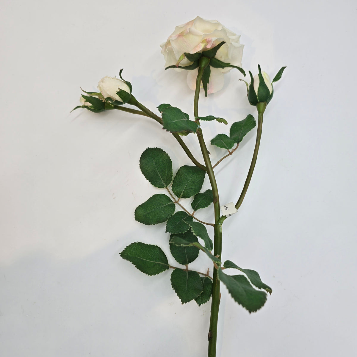 Camelot Rose--#win98227