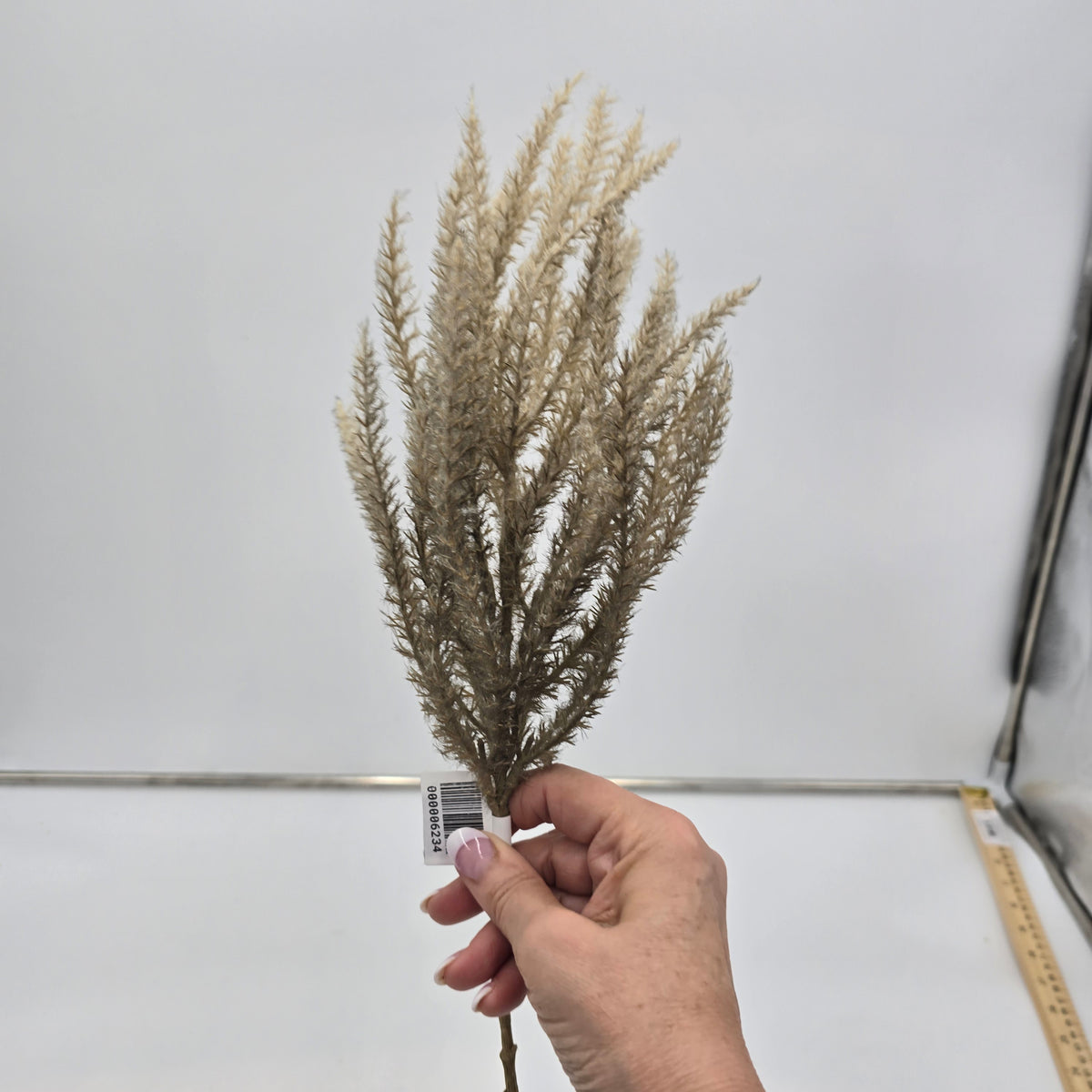 Reed Grass-36&quot; #fsg006