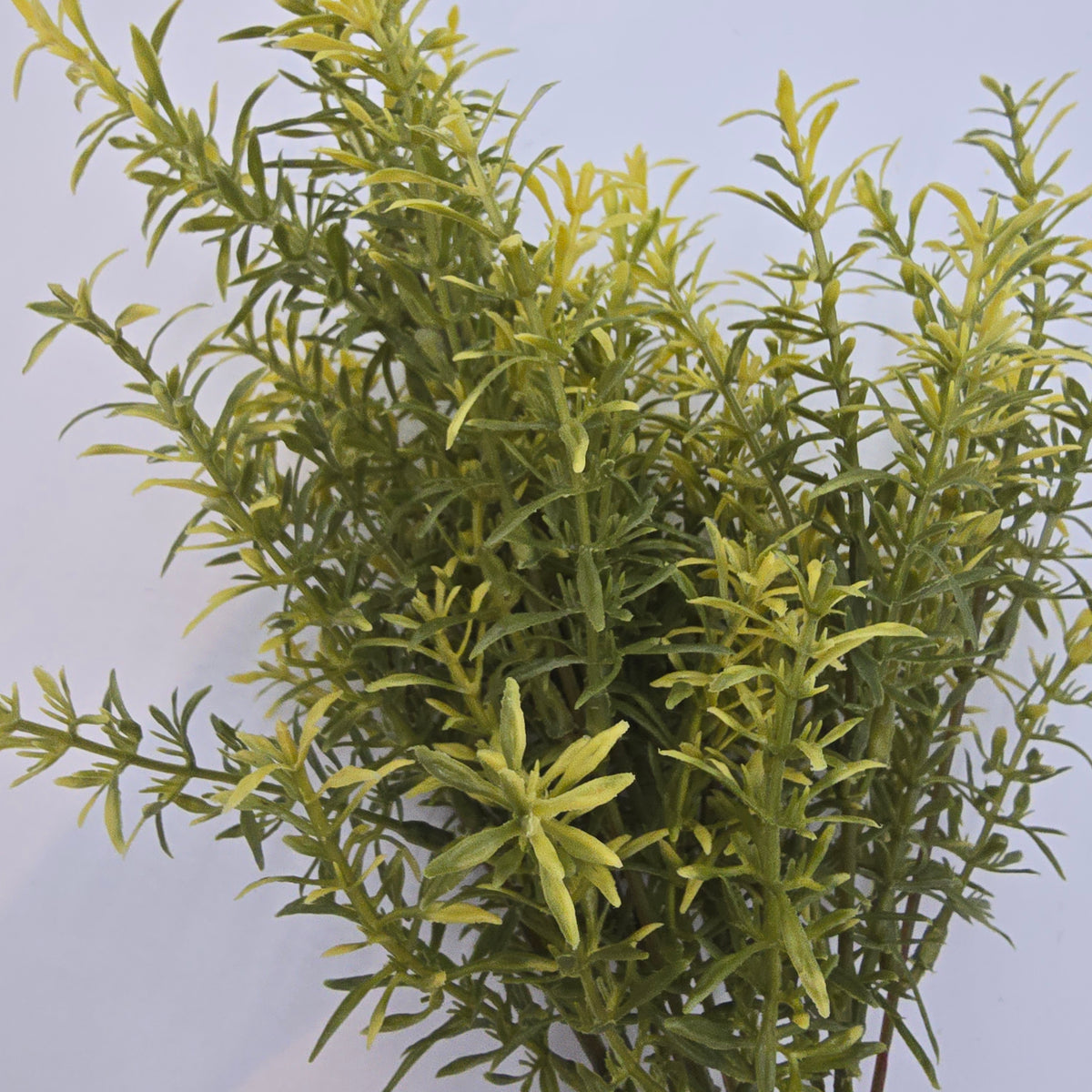 16&quot; Tea Leaf Bush--#pbt022