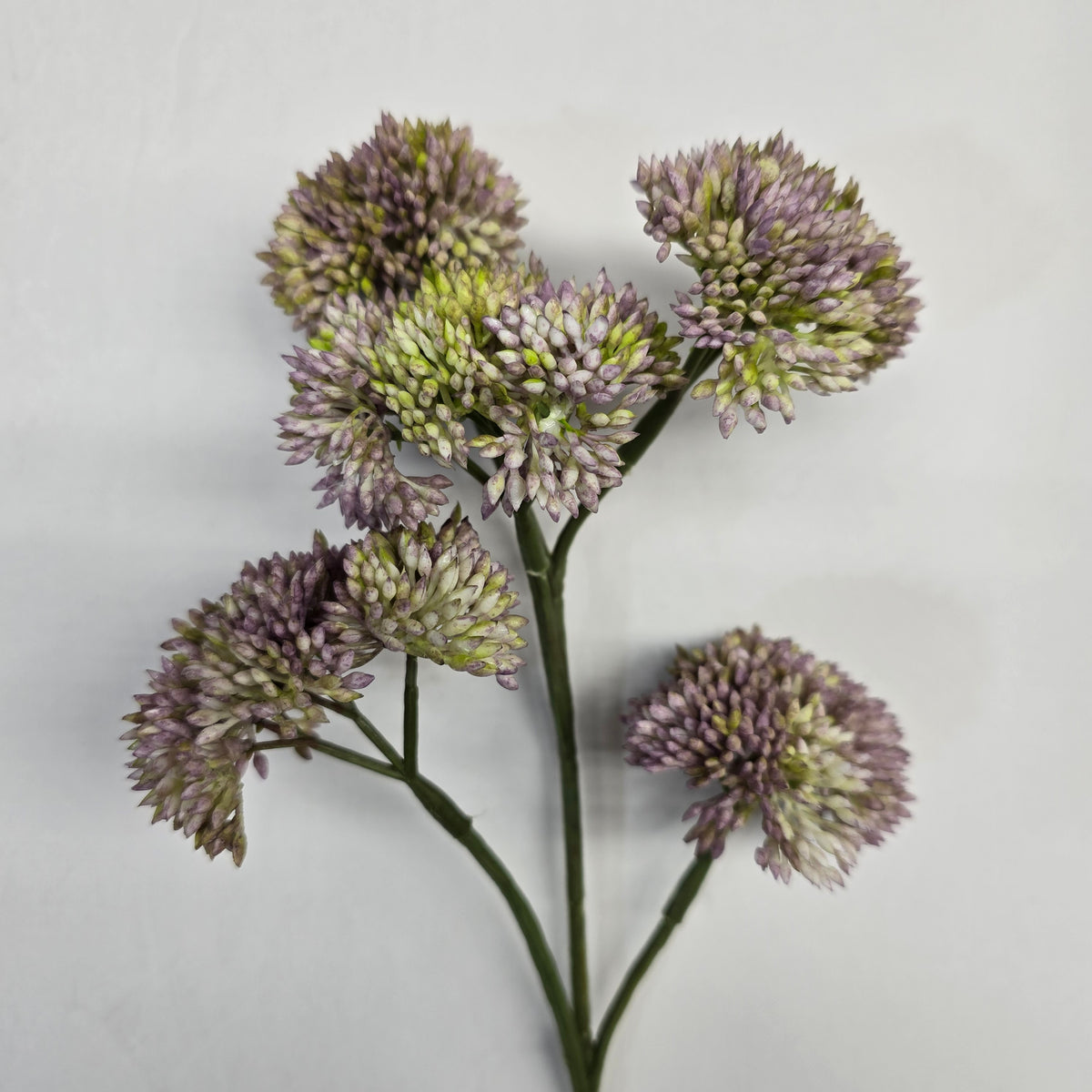 12" Sedum fss786