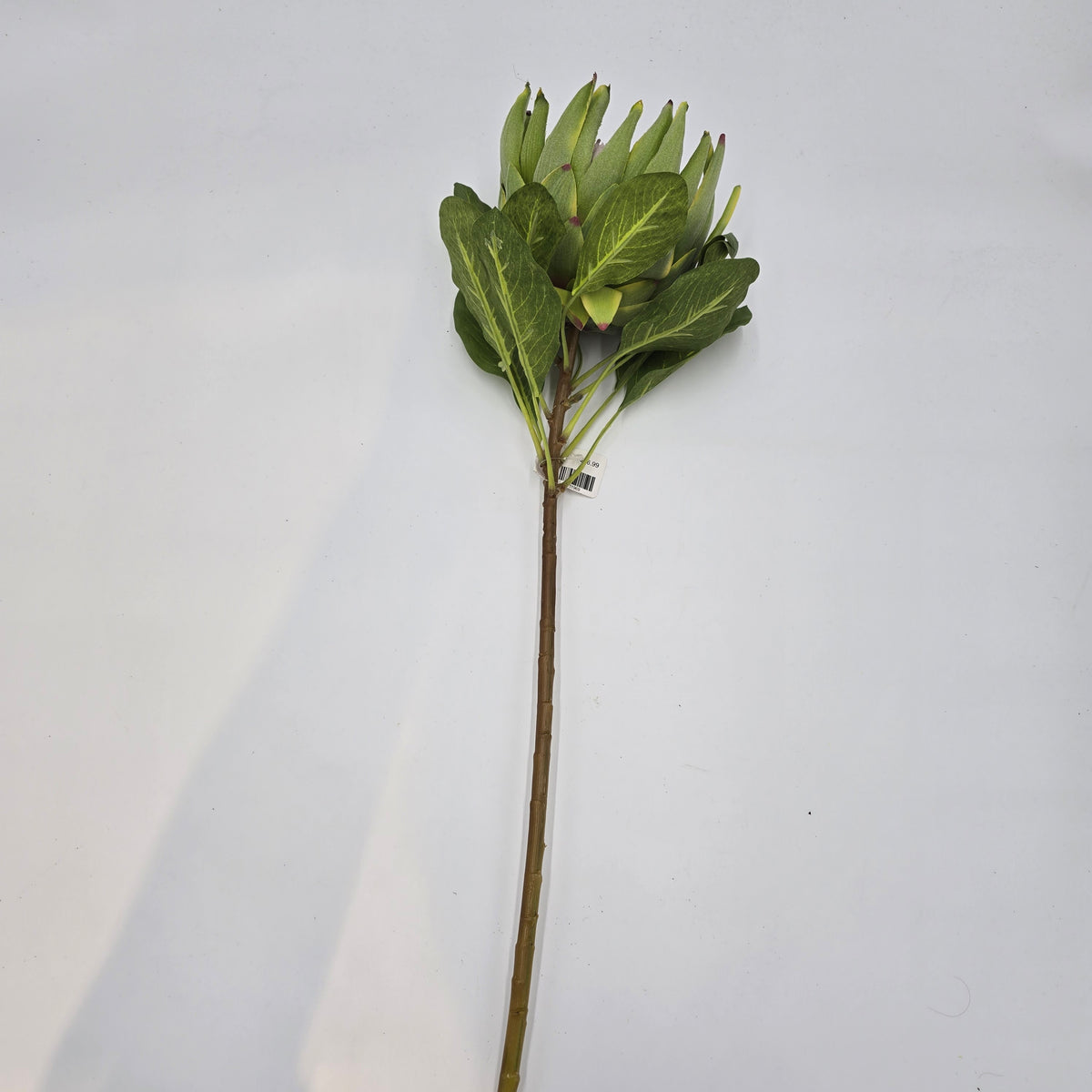 29&quot; Protea-#fsp012