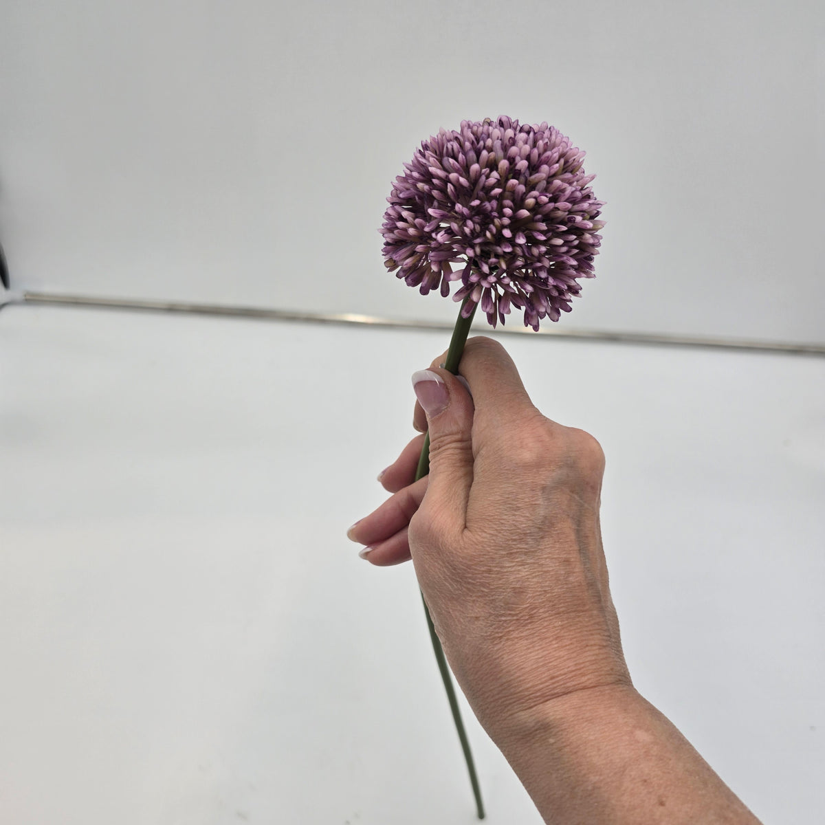 17.5&quot;ALLIUM--fsa141-cr/gr