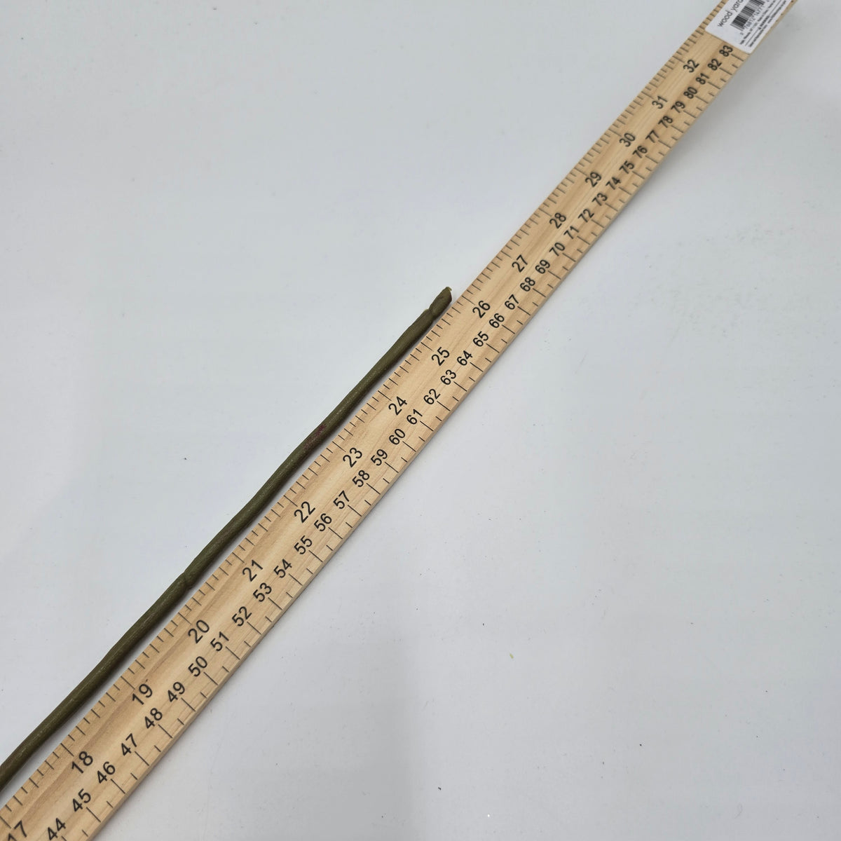 Open Bella Rose--#fsr126