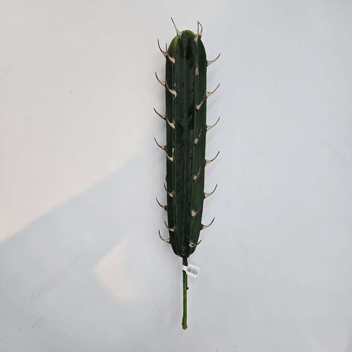 Cactus cc1660-gr/gy