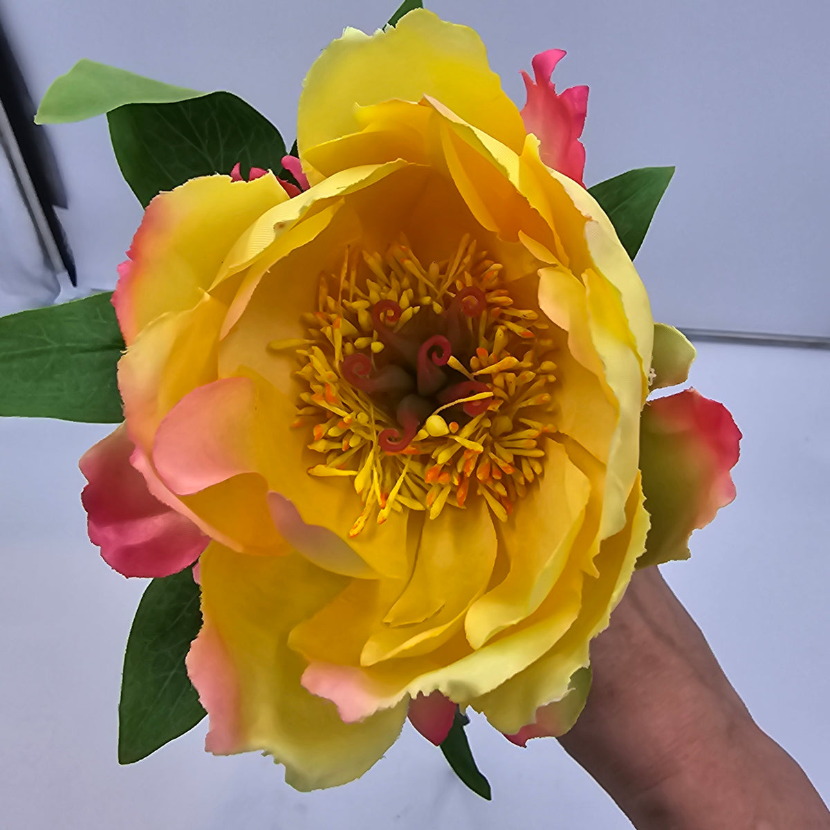21&quot;PEONY--hsp671