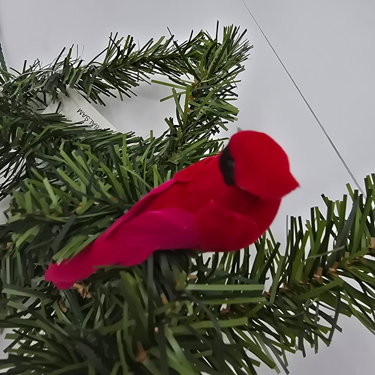 Mini Cardinal--#131703