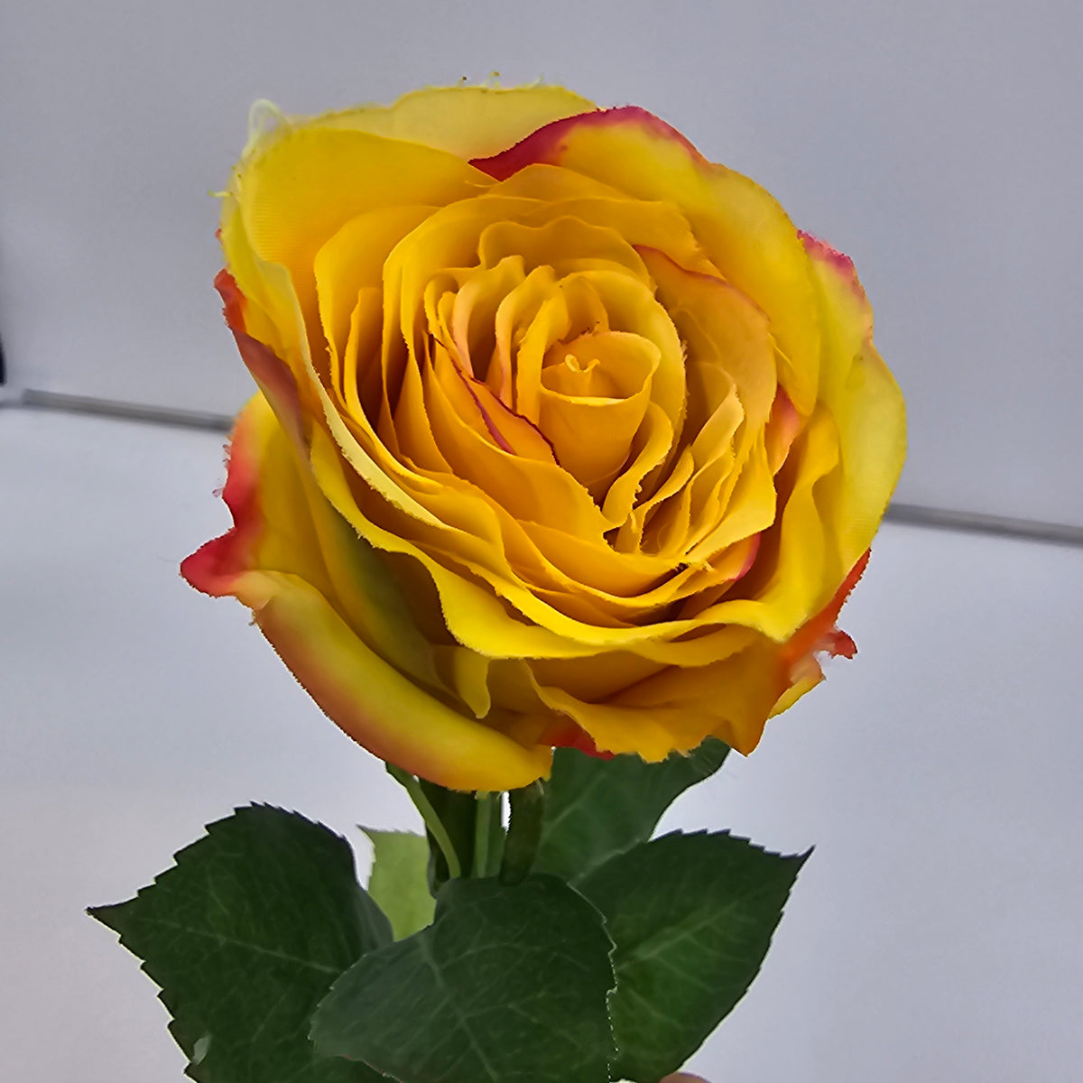 Cottage Rose Bud--#fsr149