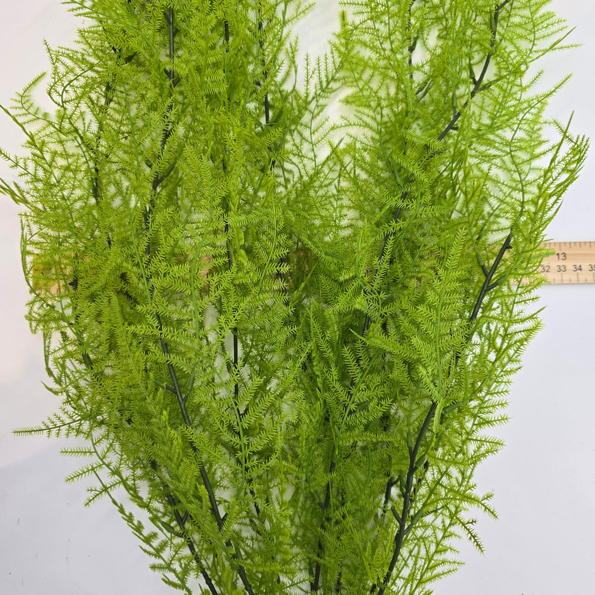 33&quot; Asparagus Fern--#pbf156