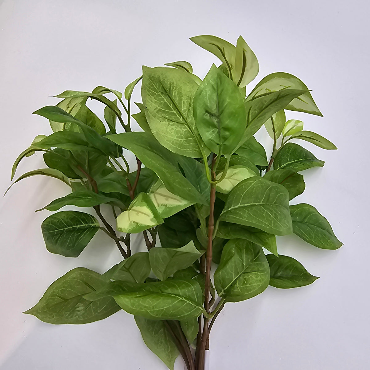 Hoya bush--pbh016-gr/cr