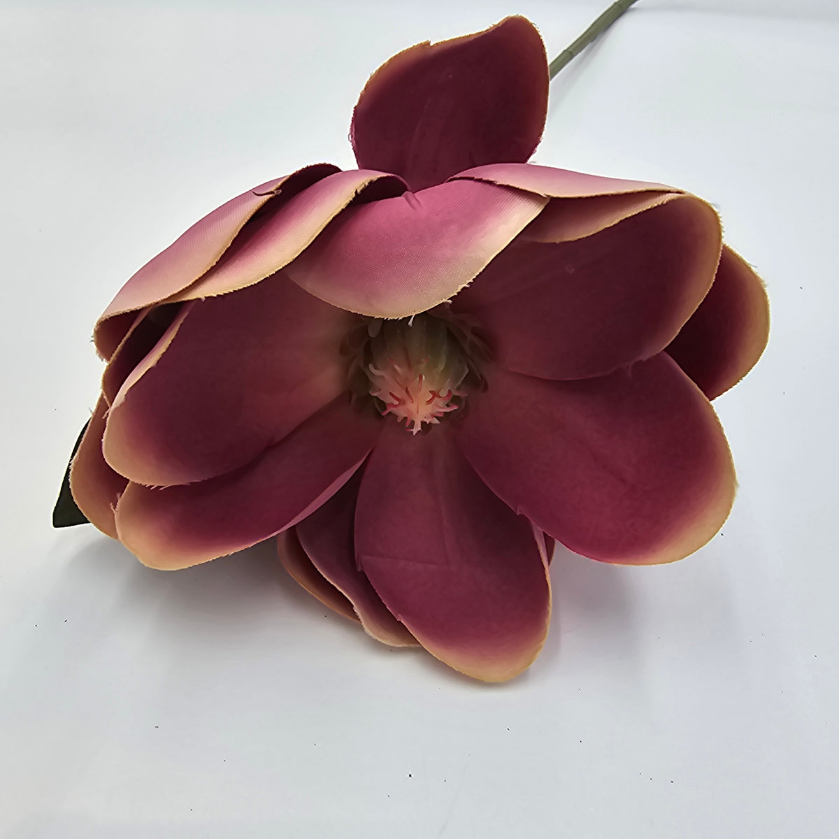 Magnolia--#401